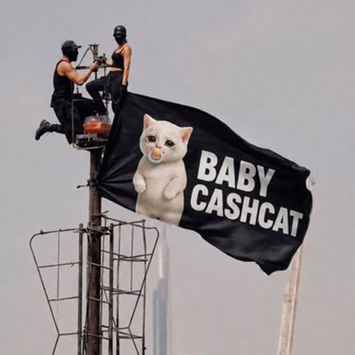 Baby Cash Cat harness